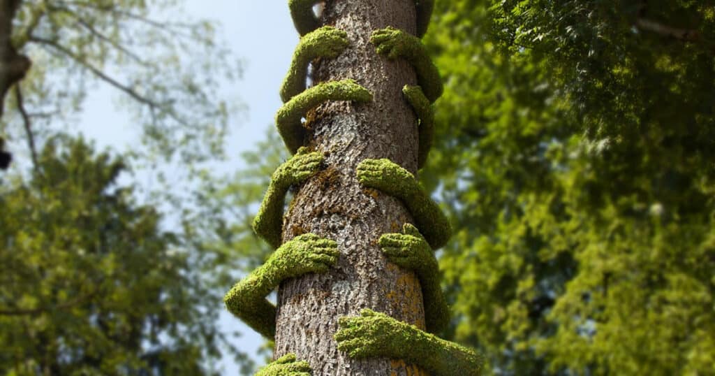 Tree Hug - Monsieur Plan