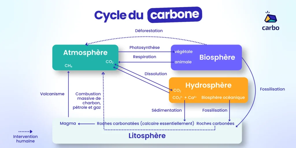 Schéma explicatif cycle du carbone